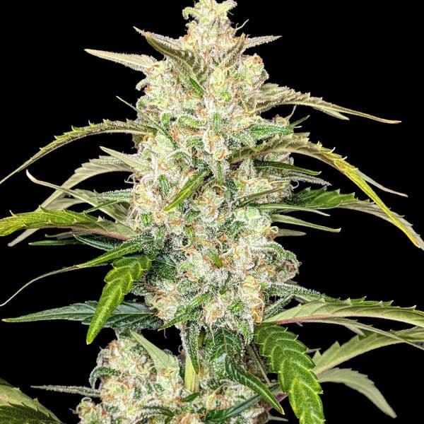 Cannabis der Sorte Auto Zkittlez XL