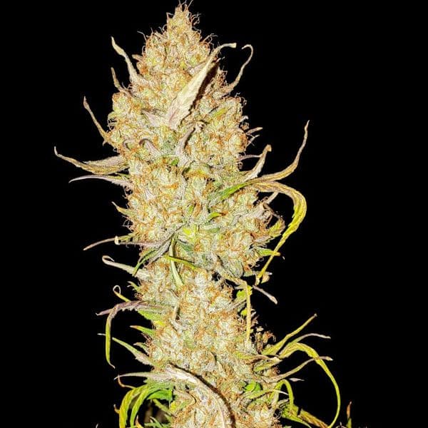 Cannabis der Sorte Auto Apricot Gorilla