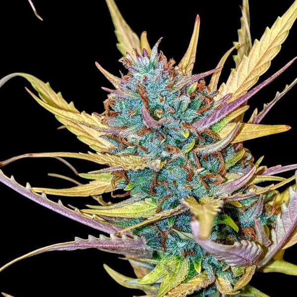 Cannabis der Sorte Auto Zkittlez