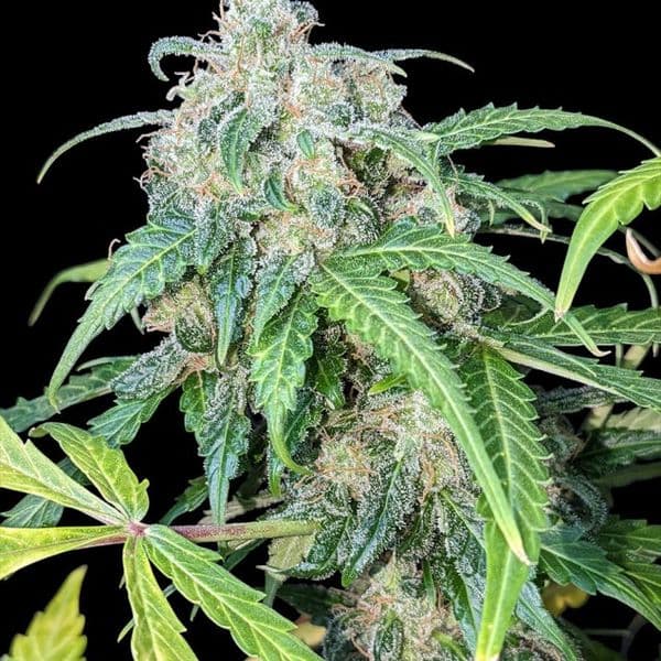 Cannabis der Sorte Auto Big Jack