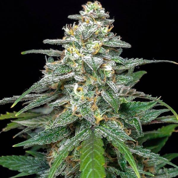 Cannabis der Sorte Auto Biscotti