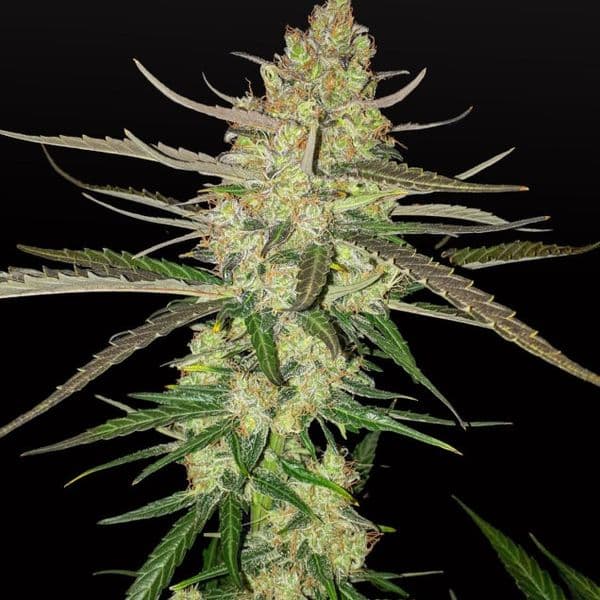 Cannabis der Sorte Auto Blue Dream
