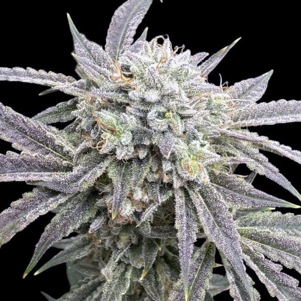 Cannabis der Sorte Watermelon Cookies CBD