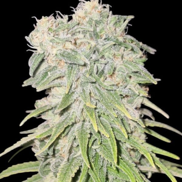 Cannabis der Sorte Blueberry Muffins CBD