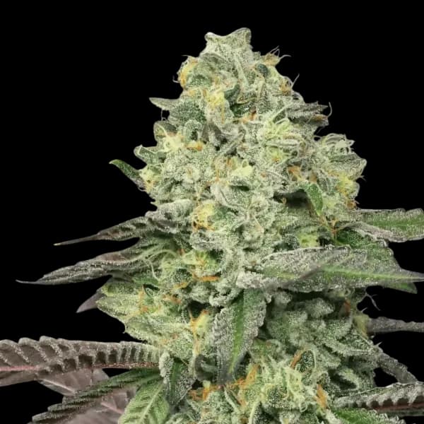 Cannabis der Sorte Animal Face Cookies