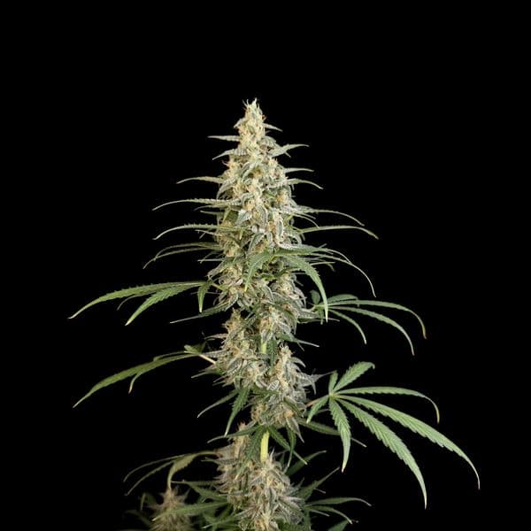 Cannabis der Sorte Auto Bruce Banner