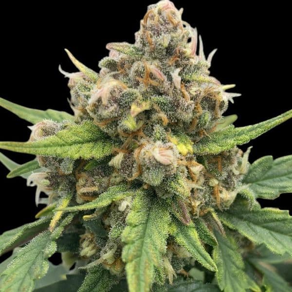 Cannabis der Sorte Bubble Gum CBD