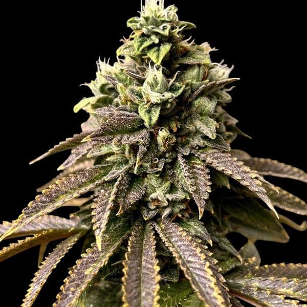 Cannabis der Sorte Bubble OG Gum