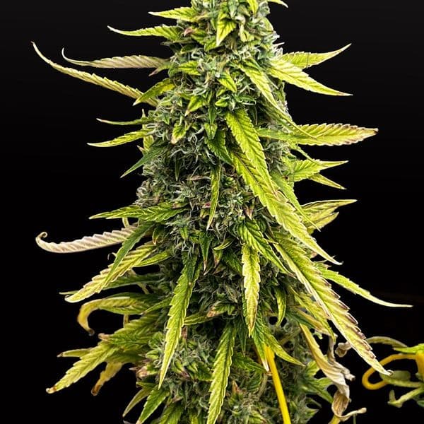 Cannabis der Sorte Auto Bubble OG Gum