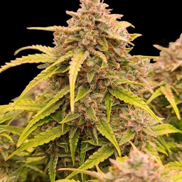 Cannabis der Sorte Auto Tequila Sunrise