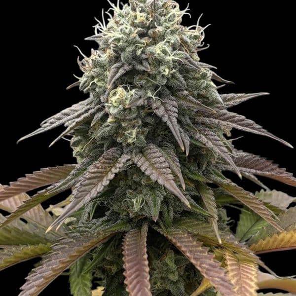 Cannabis der Sorte Tahoe OG