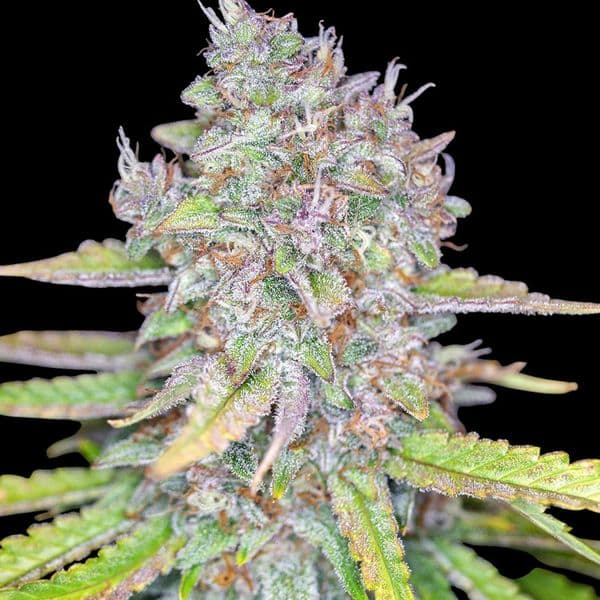 Cannabis der Sorte Auto Strawberry Cake