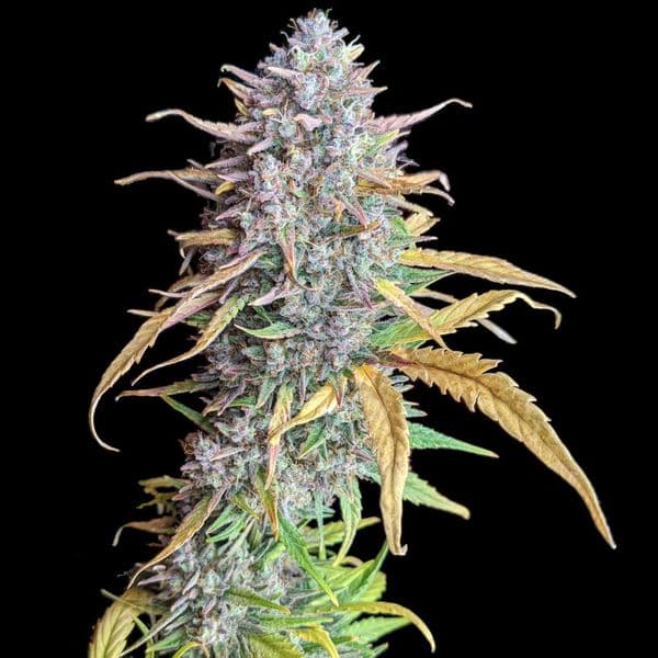 Cannabis der Sorte Auto Strawberry Banana Purps