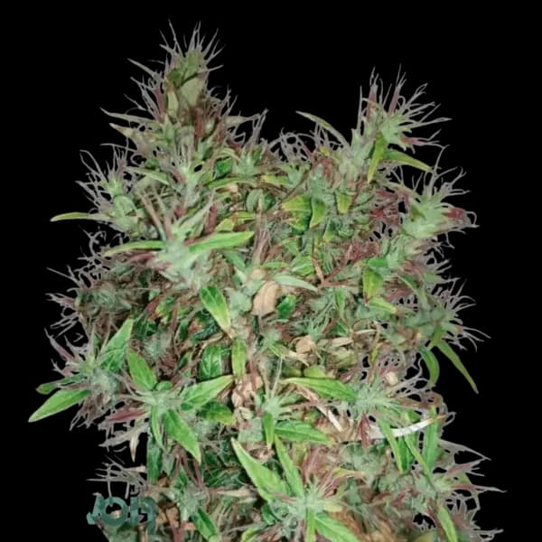 Cannabis der Sorte Cosmic Soda