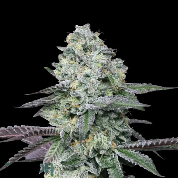 Cannabis der Sorte LA Animal