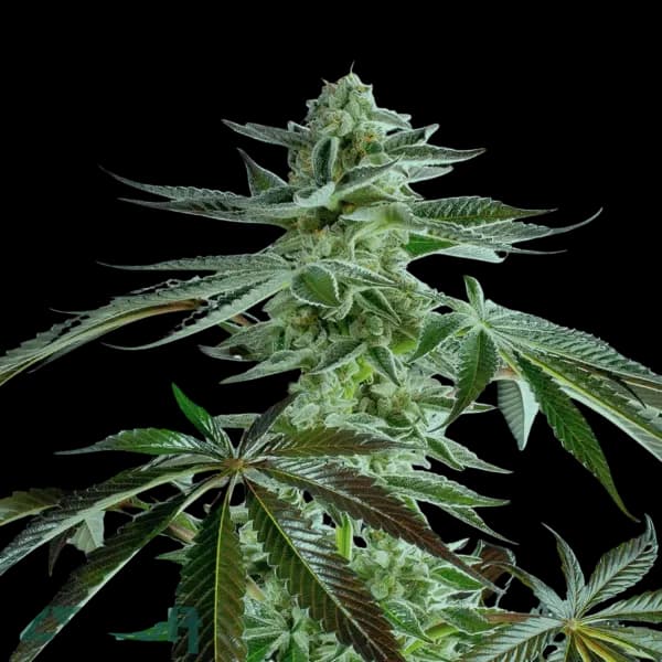 Cannabis der Sorte A&B x Harley Tus