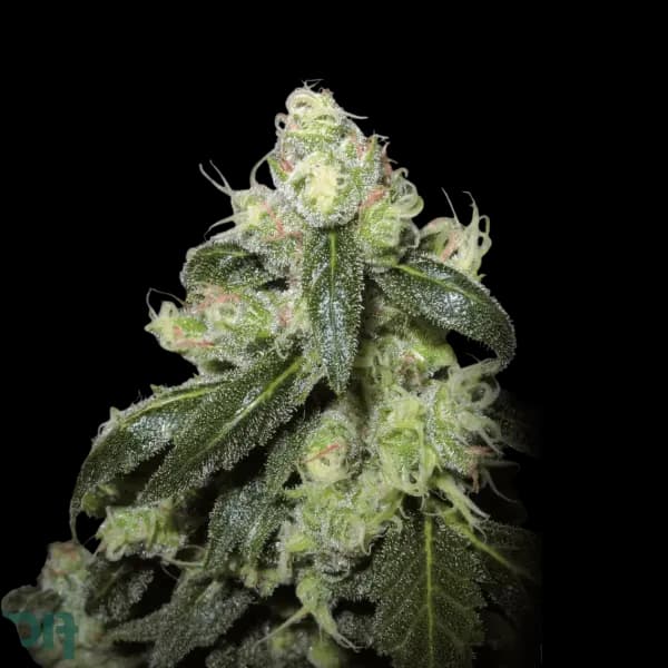 Cannabis der Sorte Animal Tree