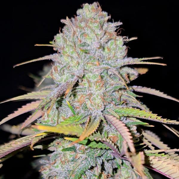 Cannabis der Sorte Skywalker 2.0