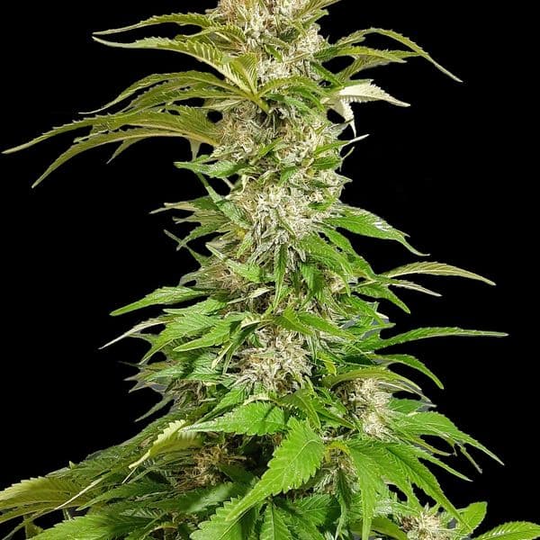 Cannabis der Sorte Skunk 2.0 Fast