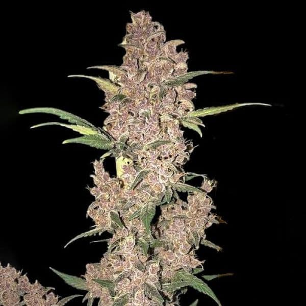 Cannabis der Sorte Auto Critical Dwarf