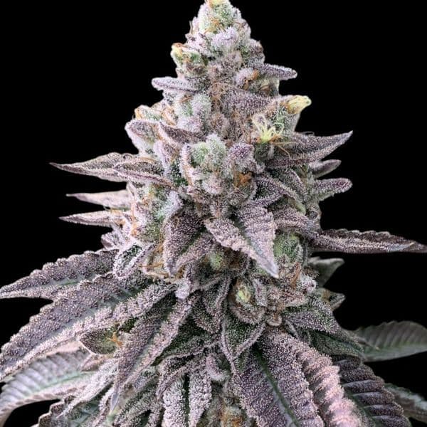 Cannabis der Sorte RS11 (Rainbow Sherbet)