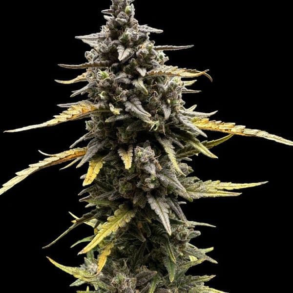 Cannabis der Sorte Auto Devil XL