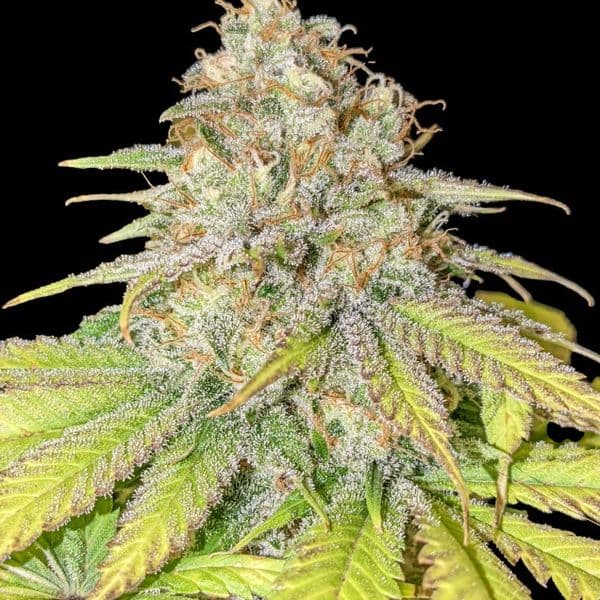 Cannabis der Sorte Gelato Cake