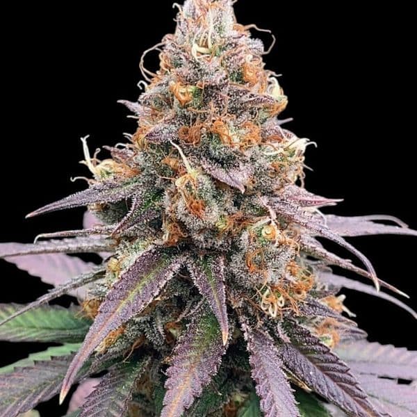 Cannabis der Sorte Godfather OG Auto