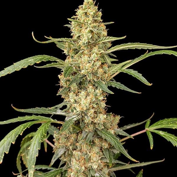 Cannabis der Sorte Auto Gorilla GG4