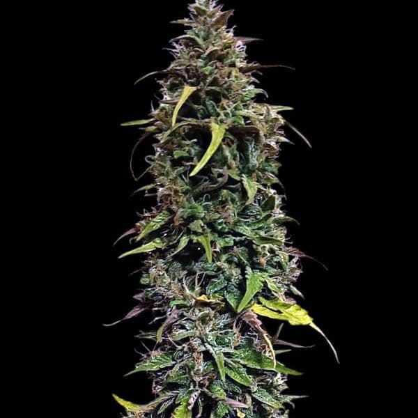 Cannabis der Sorte Auto Pure CBD