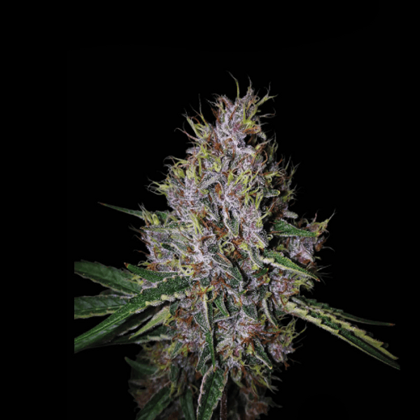 Cannabis der Sorte Amaretto Tarmac Auto