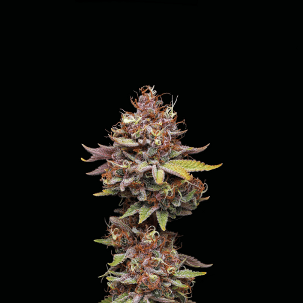 Cannabis der Sorte Amaretto Tarmac Fem