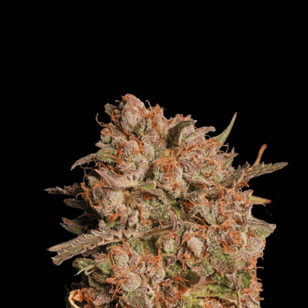 Cannabis der Sorte Apollo Black Cherry Auto