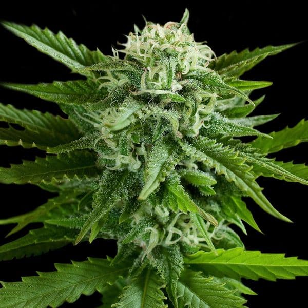 Cannabis der Sorte Auto Pineapple Express
