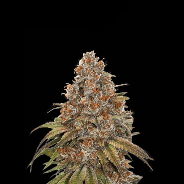 Cannabis der Sorte Blackberry Gum Auto