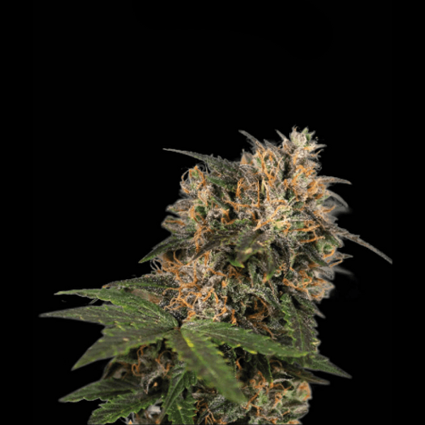 Cannabis der Sorte Blackberry Gum Fem