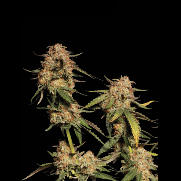 Cannabis der Sorte Blue Moby Fem