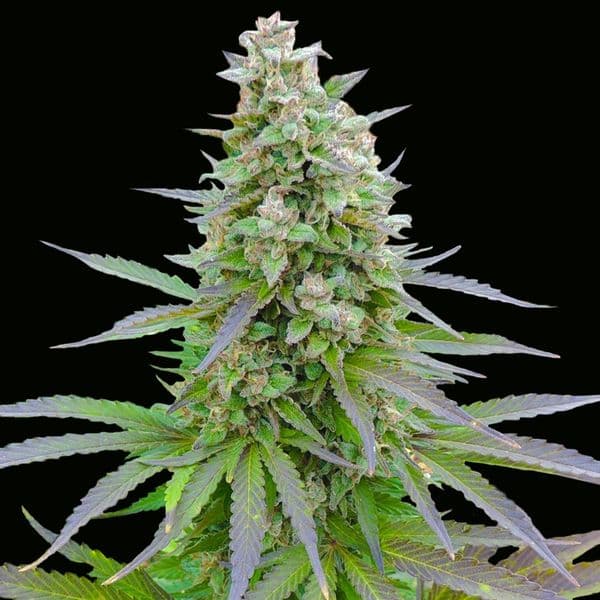 Cannabis der Sorte Blueberry Gum