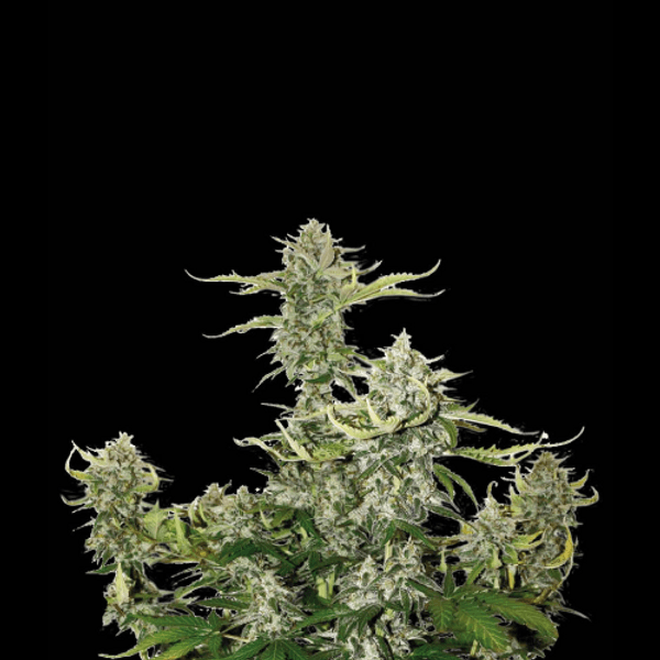 Cannabis der Sorte Candy Dawg Auto