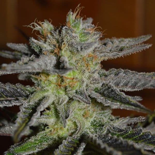 Cannabis der Sorte Double Black