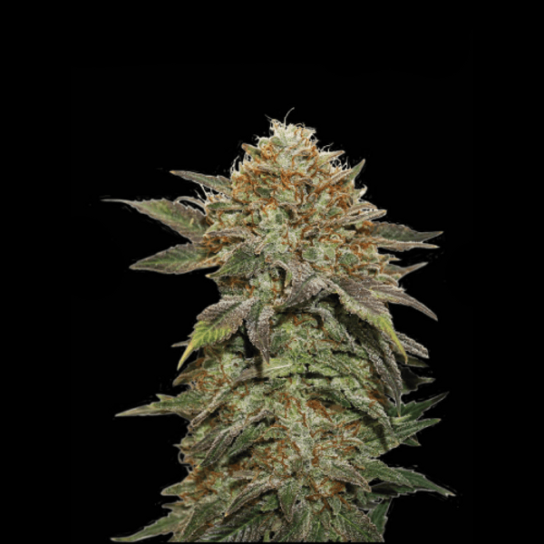 Cannabis der Sorte Fruit Cake Fem