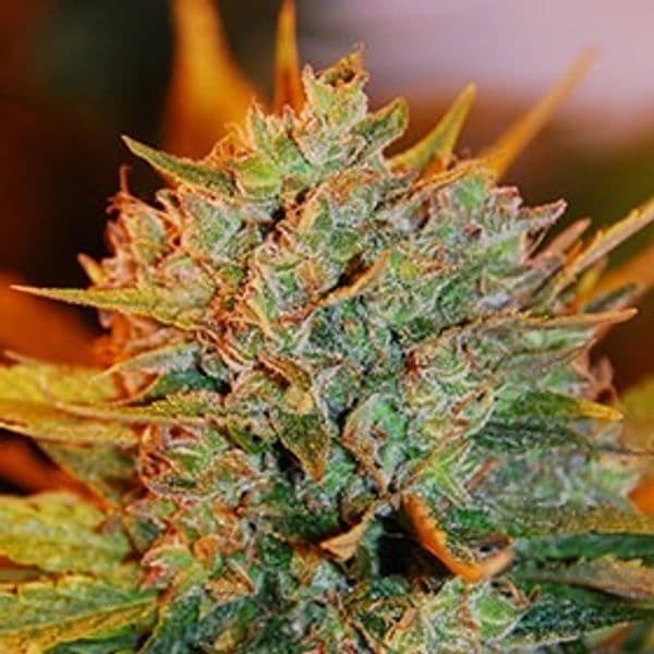 Cannabis der Sorte Gigabud