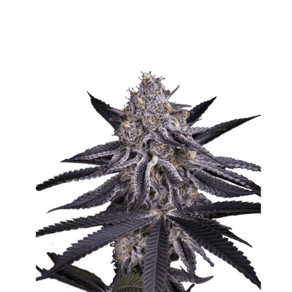 Cannabis der Sorte King's Juice