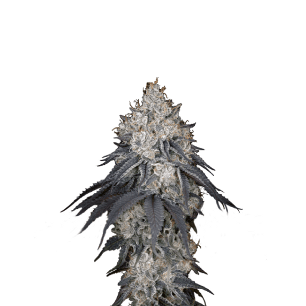 Cannabis der Sorte Lemon Orange