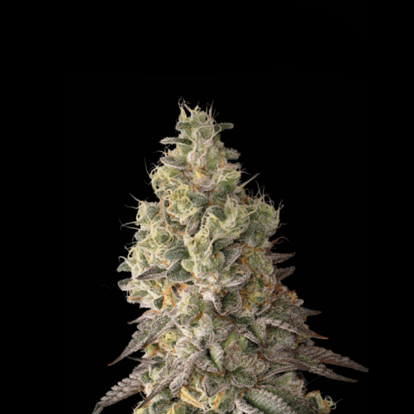 Cannabis der Sorte Mack and Crack Auto