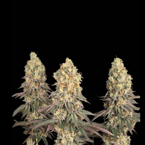 Cannabis der Sorte Mack and Crack Fem