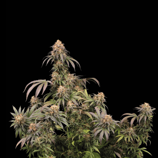 Cannabis der Sorte Mandarin Panties