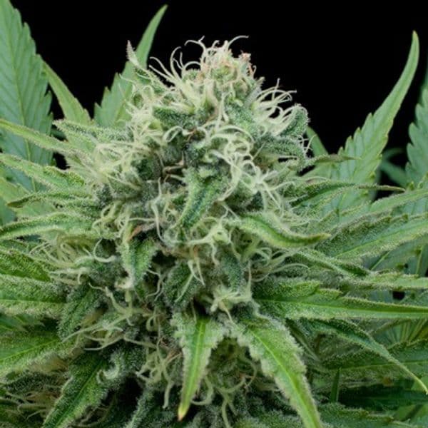 Cannabis der Sorte Raw Diesel