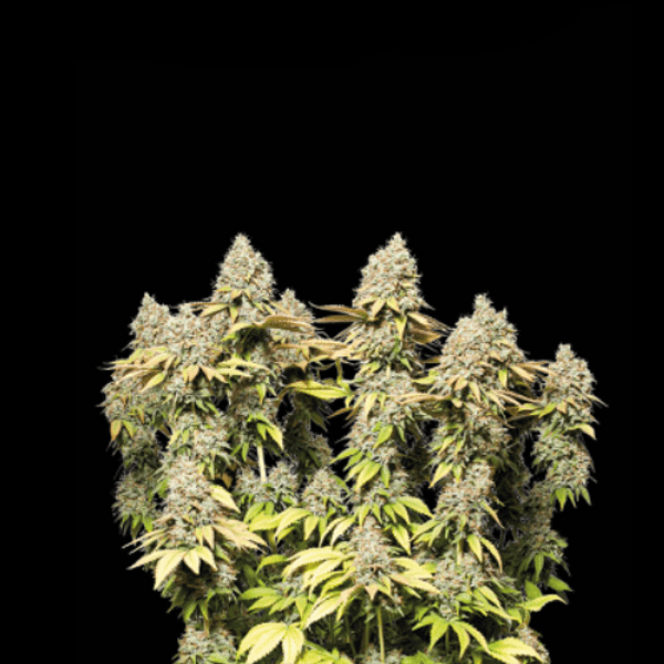 Cannabis der Sorte Auto Rucu Cucu OG