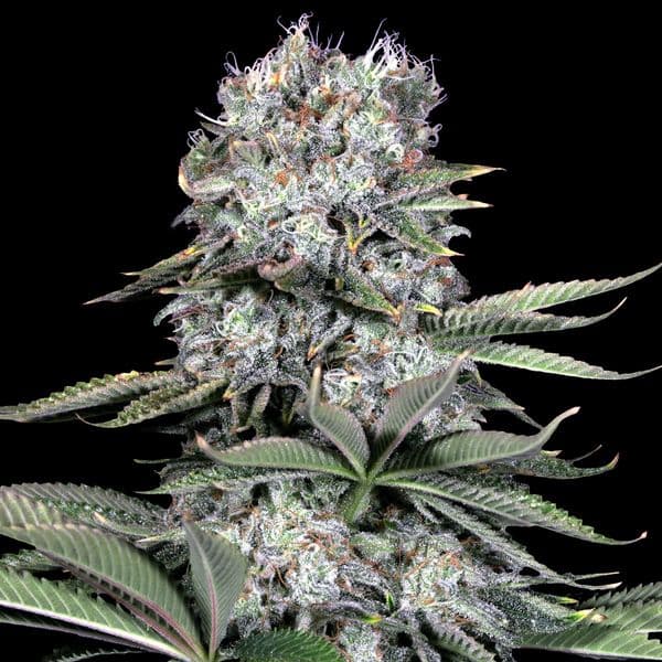 Cannabis der Sorte Runtz13